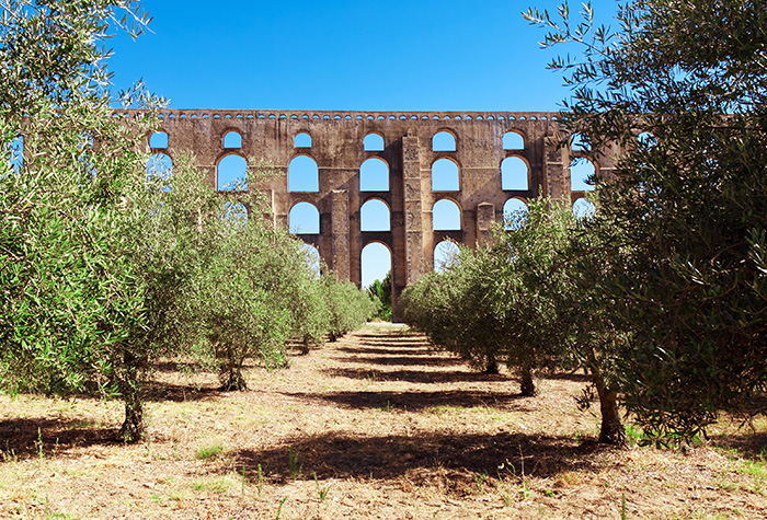 azeitonas_de_portugal