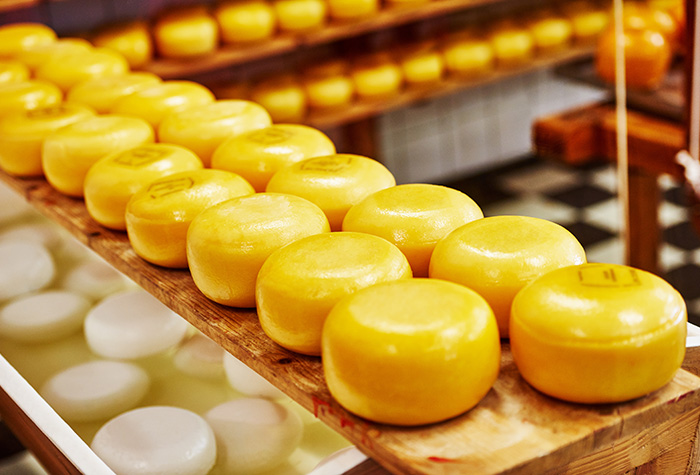queijos industrializados