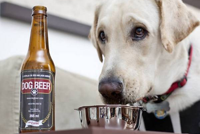 cerveja para cães