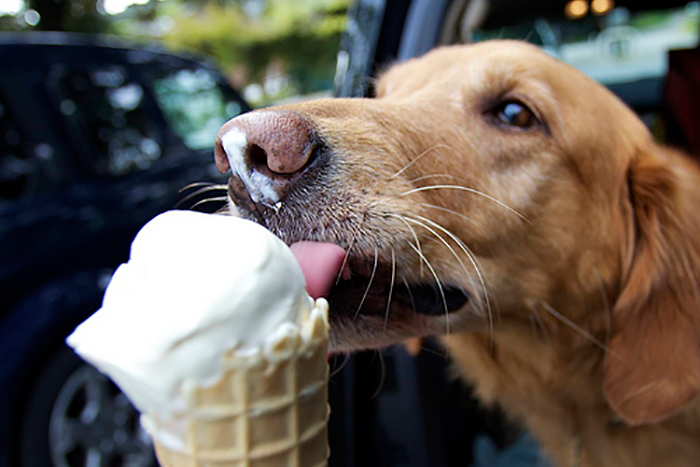 sorvetes para cães