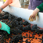 produção dos vinhos