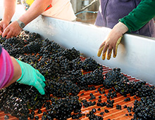 Produção dos vinhos