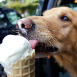 sorvetes para cães